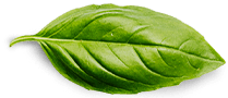 The Organic Basil Leaf